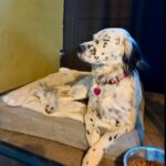 5 Nights of Dog Boarding at The Country Pet Inn