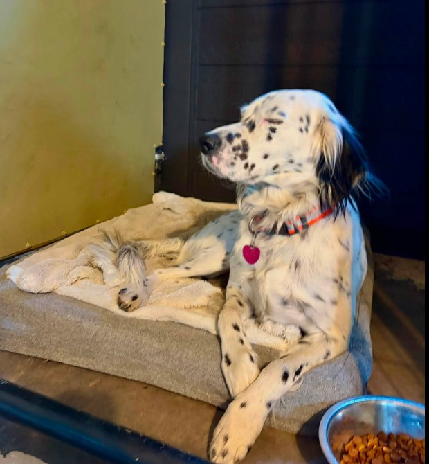 5 Nights of Dog Boarding at The Country Pet Inn
