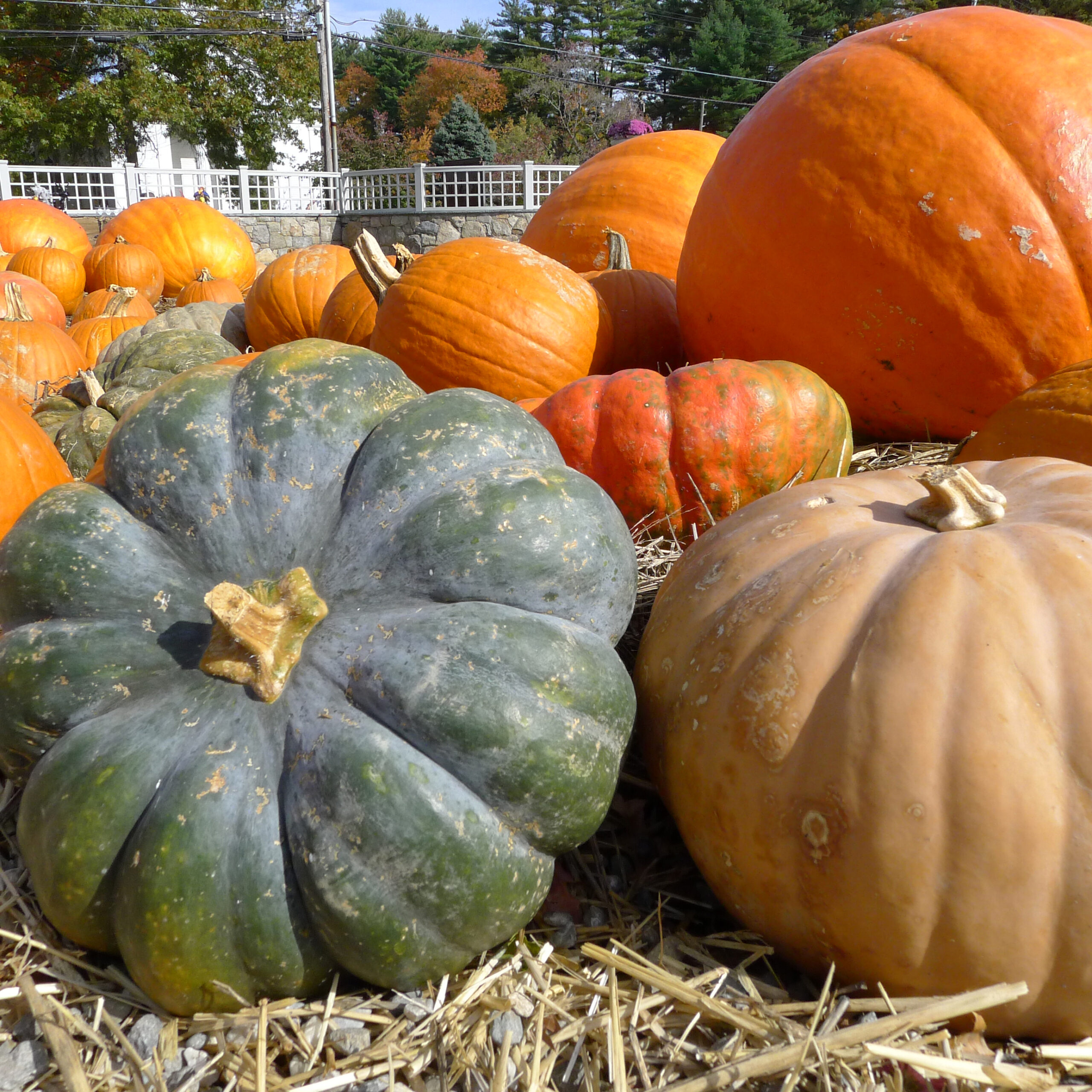 Pumpkin Shooting Pass to Sheridan Tactical