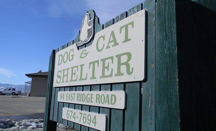 Dog and Cat Shelter(ron)