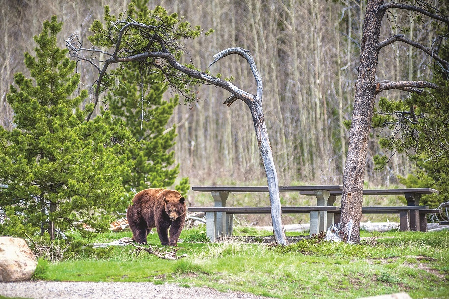 Senator Enzi Urges Colleagues to Delist Grizzly Bears in Greater Yellowstone Ecosystem