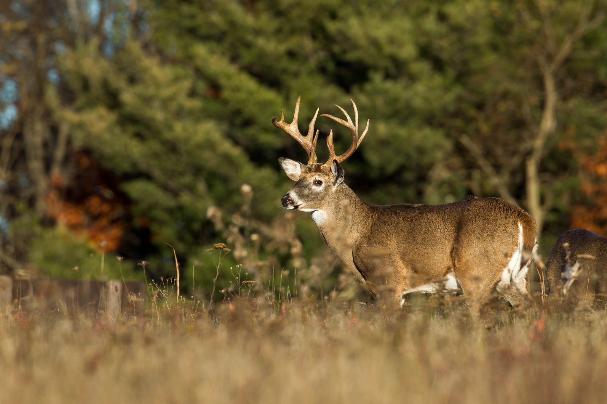 Carcass disposal plan important for wildlife health – Sheridan Media