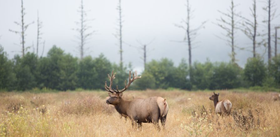 Wyoming’s Elk, Mule Deer and Other Wildlife Receive $10.7 Million Boost ...