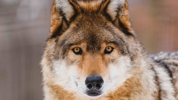 Wolf in the winter forest