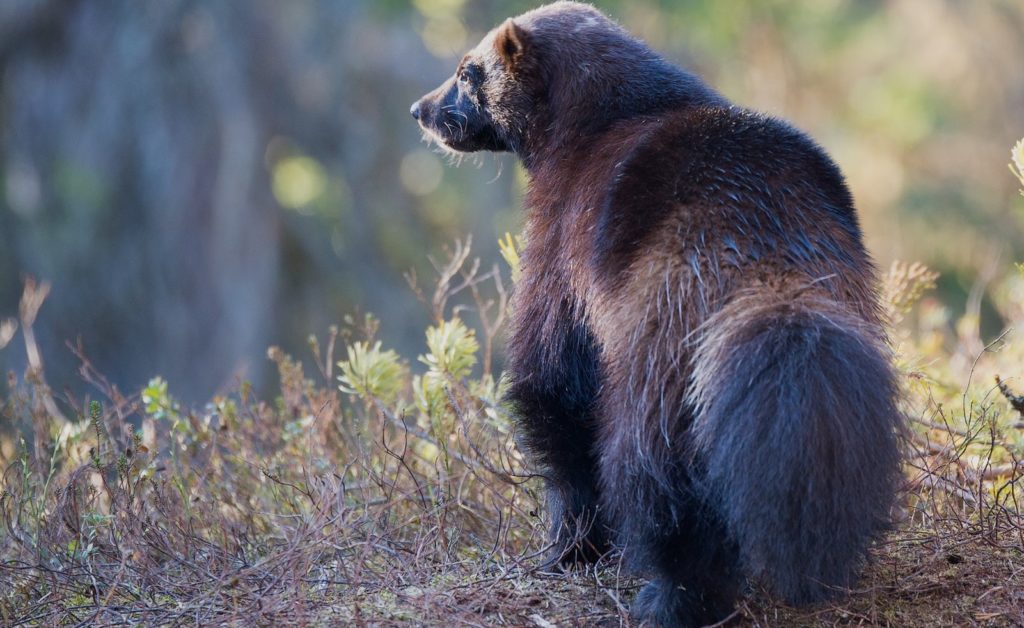 Wolverine Spotted in Yellowstone – Sheridan Media