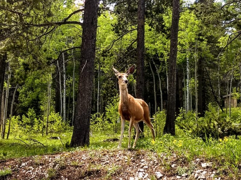 Wyoming Game and Fish Department - Game and Fish launches new user