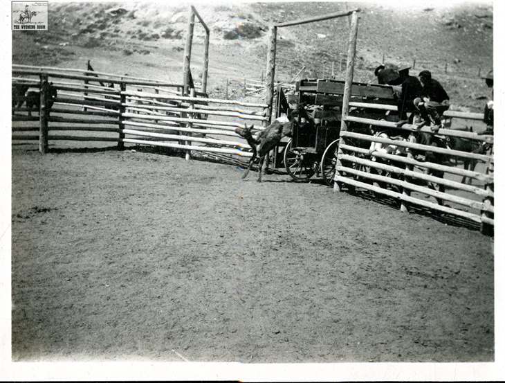 111 years ago, elk came back to the Bighorns – Sheridan Media - Vimarsana News