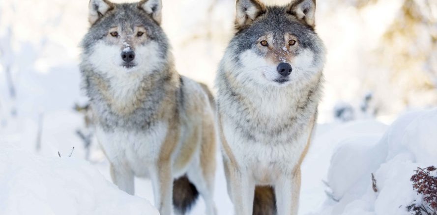 New wolf hunting and trapping regulations for Montana