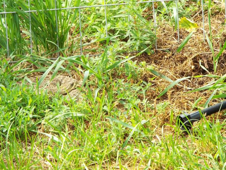 Beware of Rattlesnakes This Year – Sheridan Media - Vimarsana News