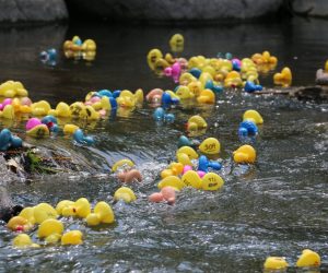 2021 Rubber Ducks Take Over Goose Creek In Sheridan Kiwanis Club Fundraiser