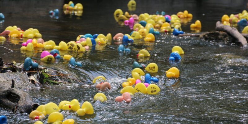 The Annual Duck Race to be Held Friday