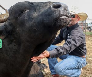 The 2021 ‘Animal Athletes’ of Rodeo Photo Gallery