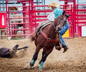 Tuesday: Slack Tie-Down Roping