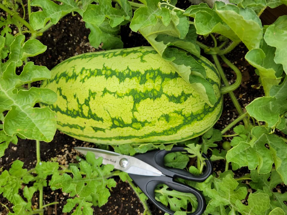 rooted in wyoming watermelon
