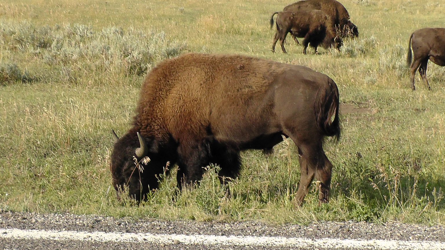 Bison From Yellowstone National Park Transferred To Fort Peck Indian ...