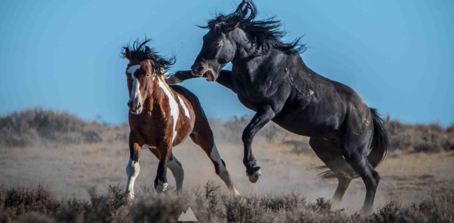 horse-fight-1-889x500