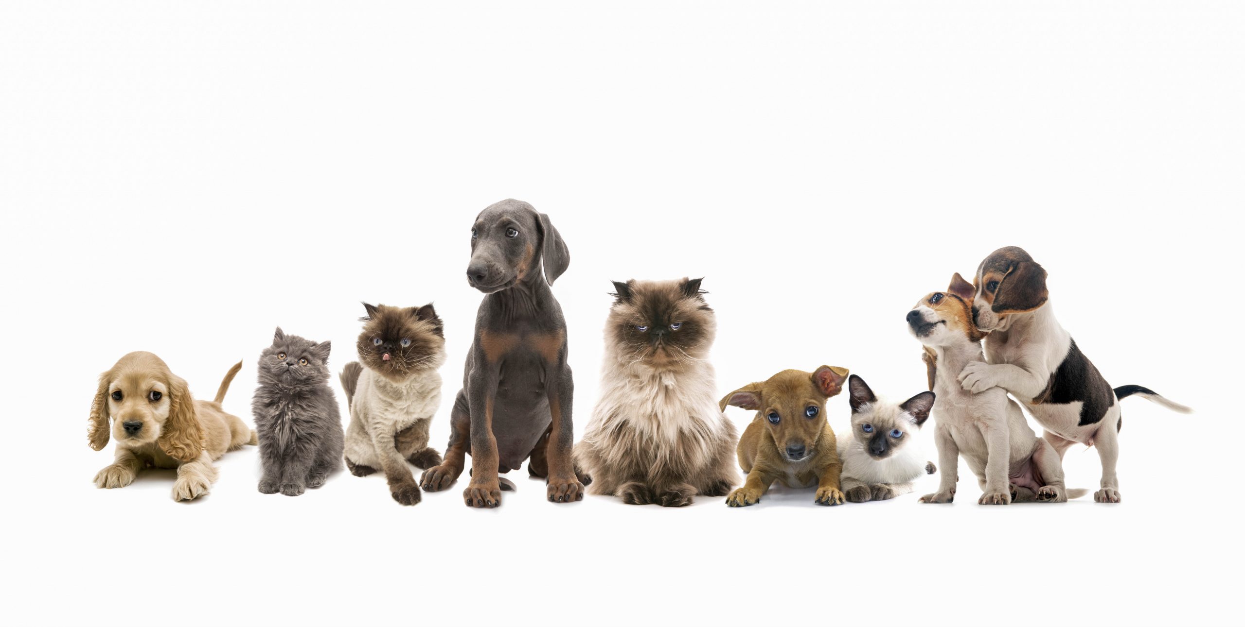 Sheridan Dog and Cat Shelter gains new codirector and seeks open