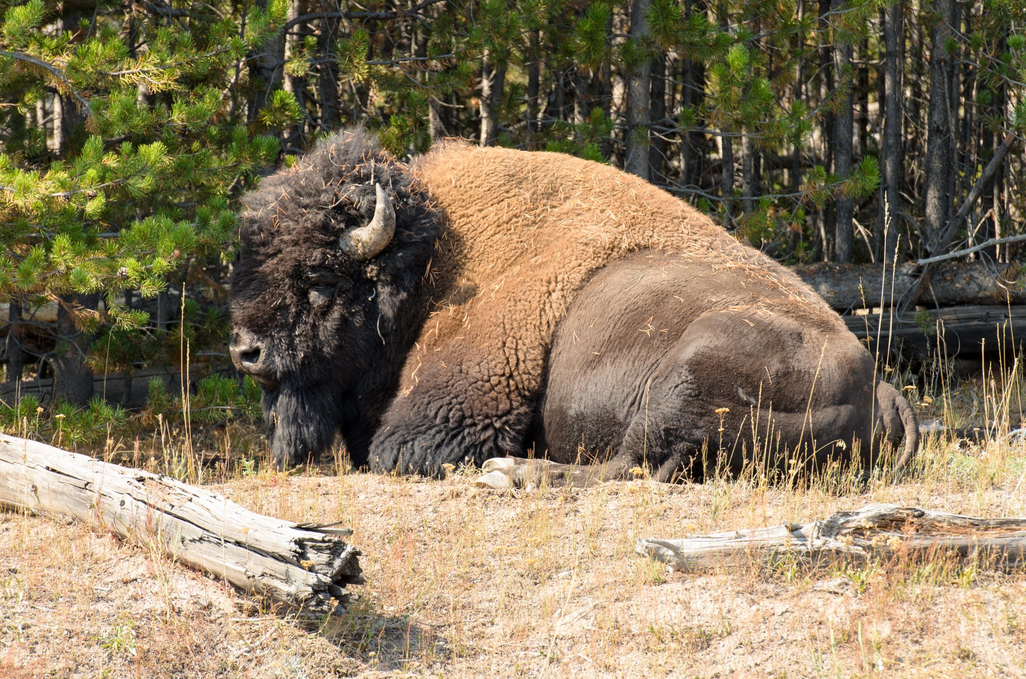 National Park Service Begins Environmental Impact Statement And 30-Day ...