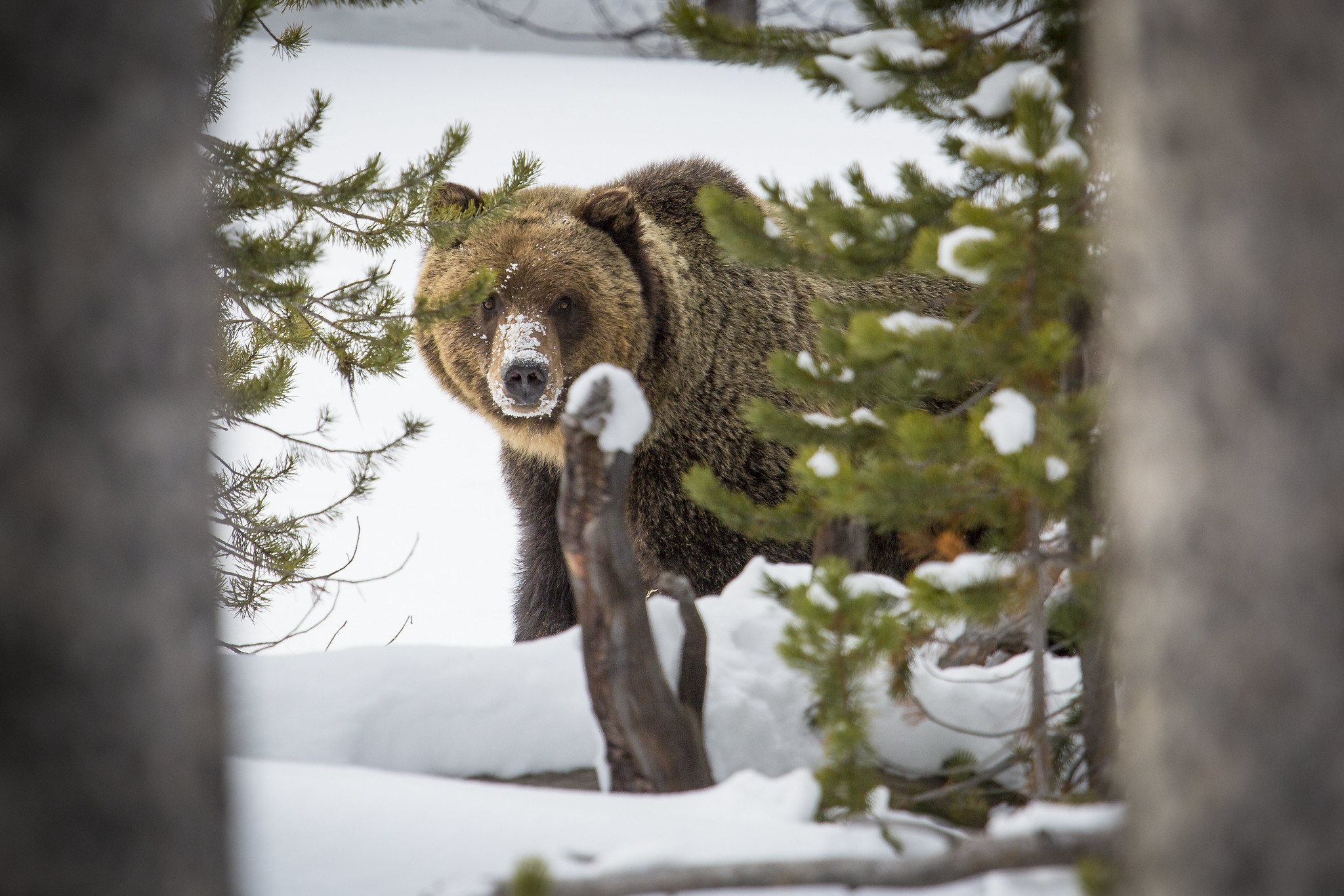 The Best Place to See Bears in Yellowstone National Park