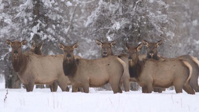 elk-feedground