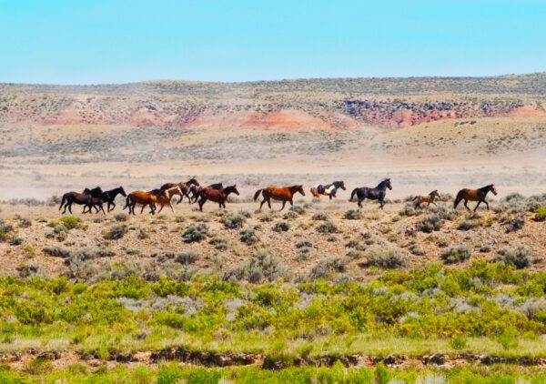 BLM Kicks Off Spring With Two Wild Horse and Burro Adoption Events in ...