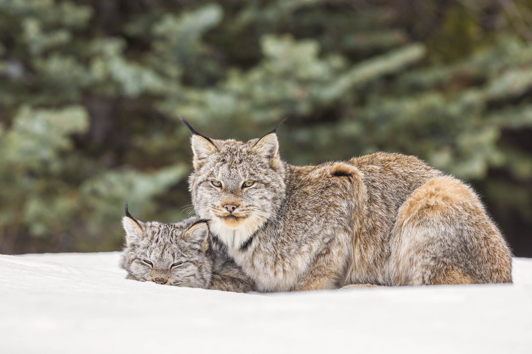 Third Annual Wyoming Wildlife Calendar photo contest Sheridan Media