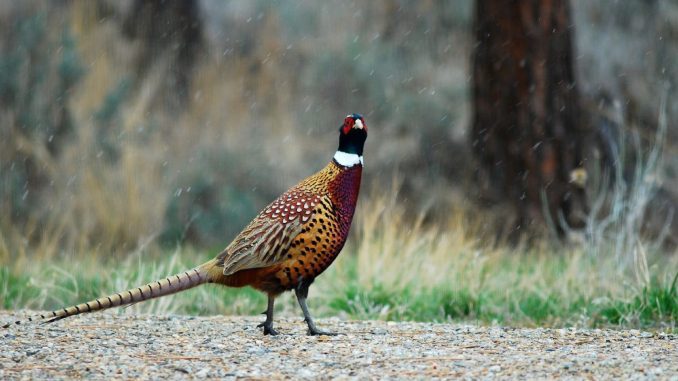 pheasant-1536x865