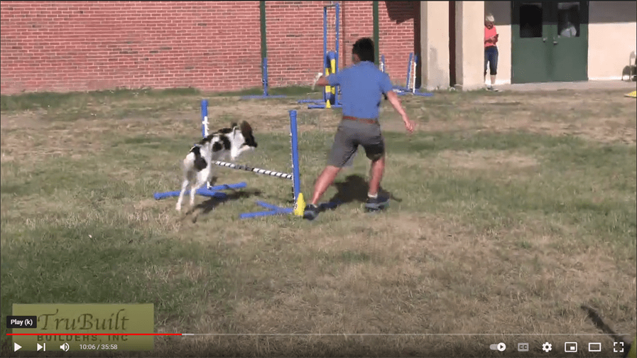 What Is A Cc Dog Show