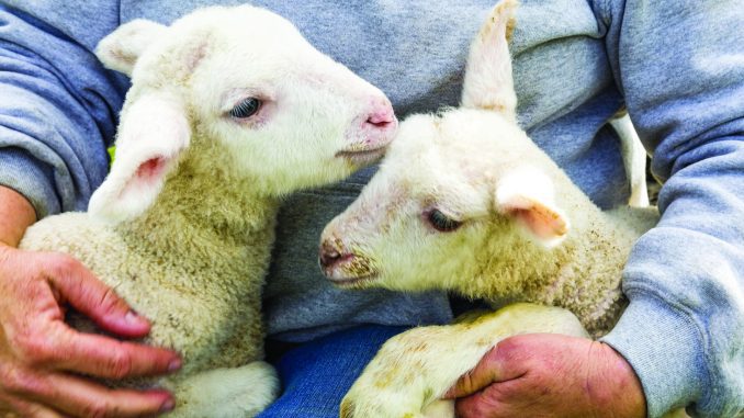 Lamb