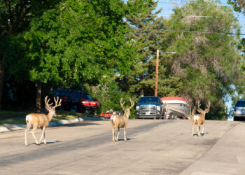 Your Average Morning in Wyoming