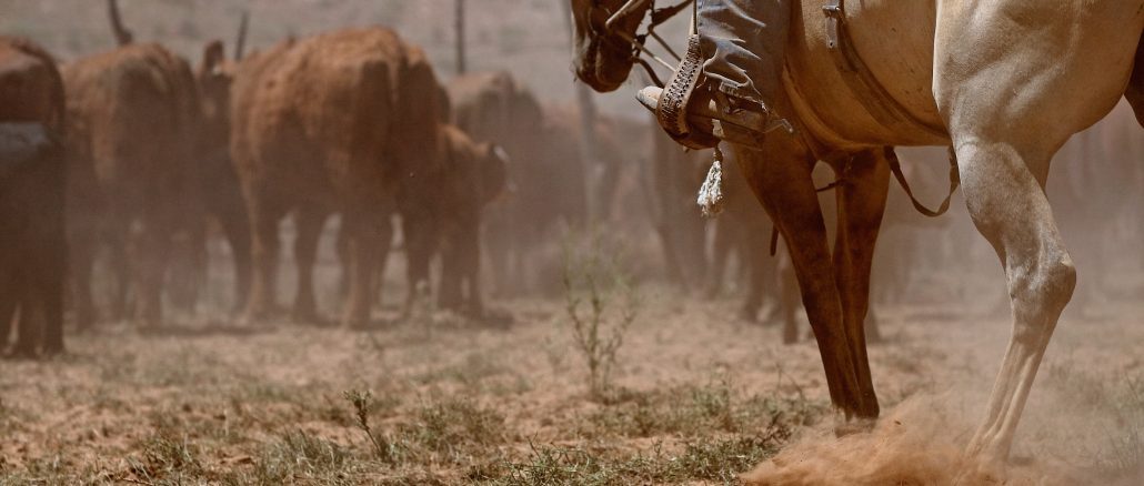 Watching the cattle