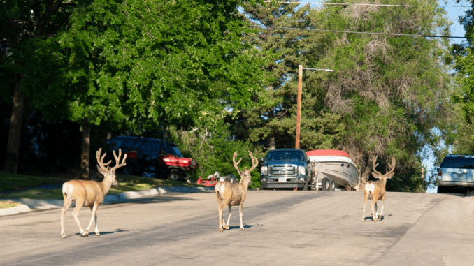 deer