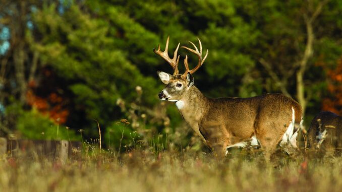 Chronic Wasting Disease Lecture To Be Held At Sheridan College ...