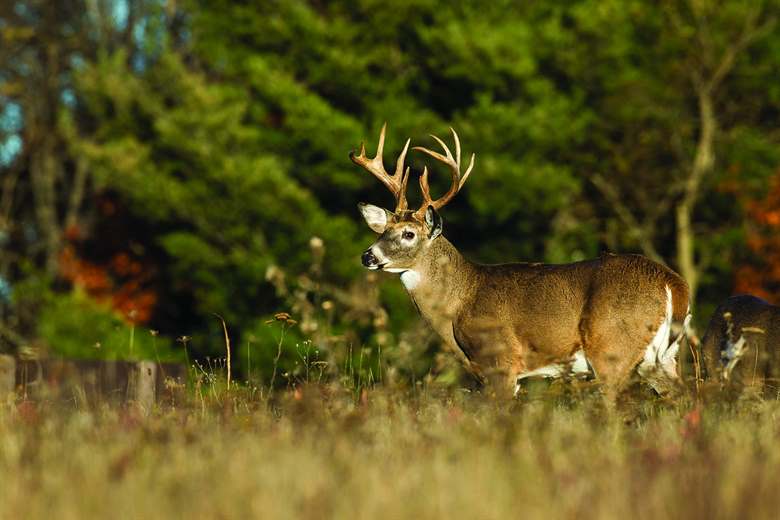 Hunters: Look for signs of illness in deer - White-Tailed Deer