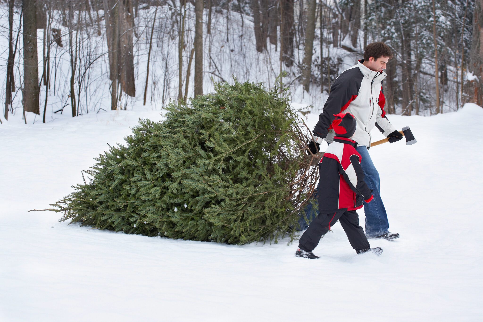 Forest Service offers Xmas tree permits and kids activities Sheridan
