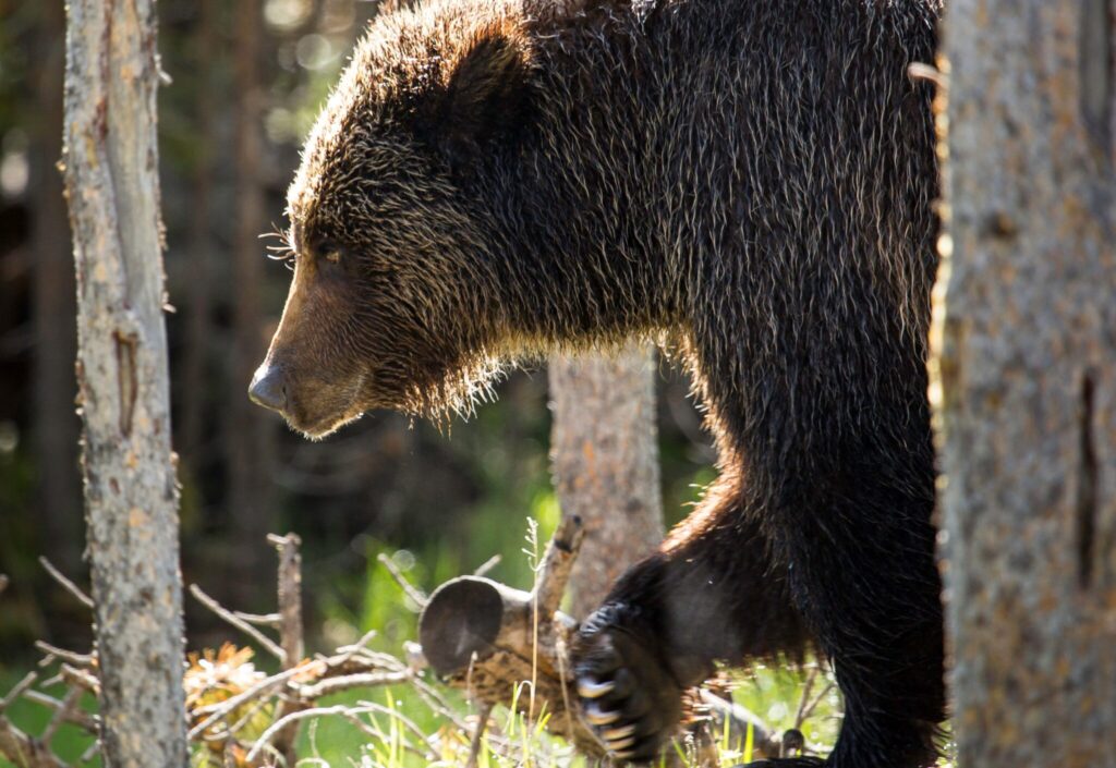 New Approach To Rocky Mountain Grizzlies Sought Ahead Of The Second ...