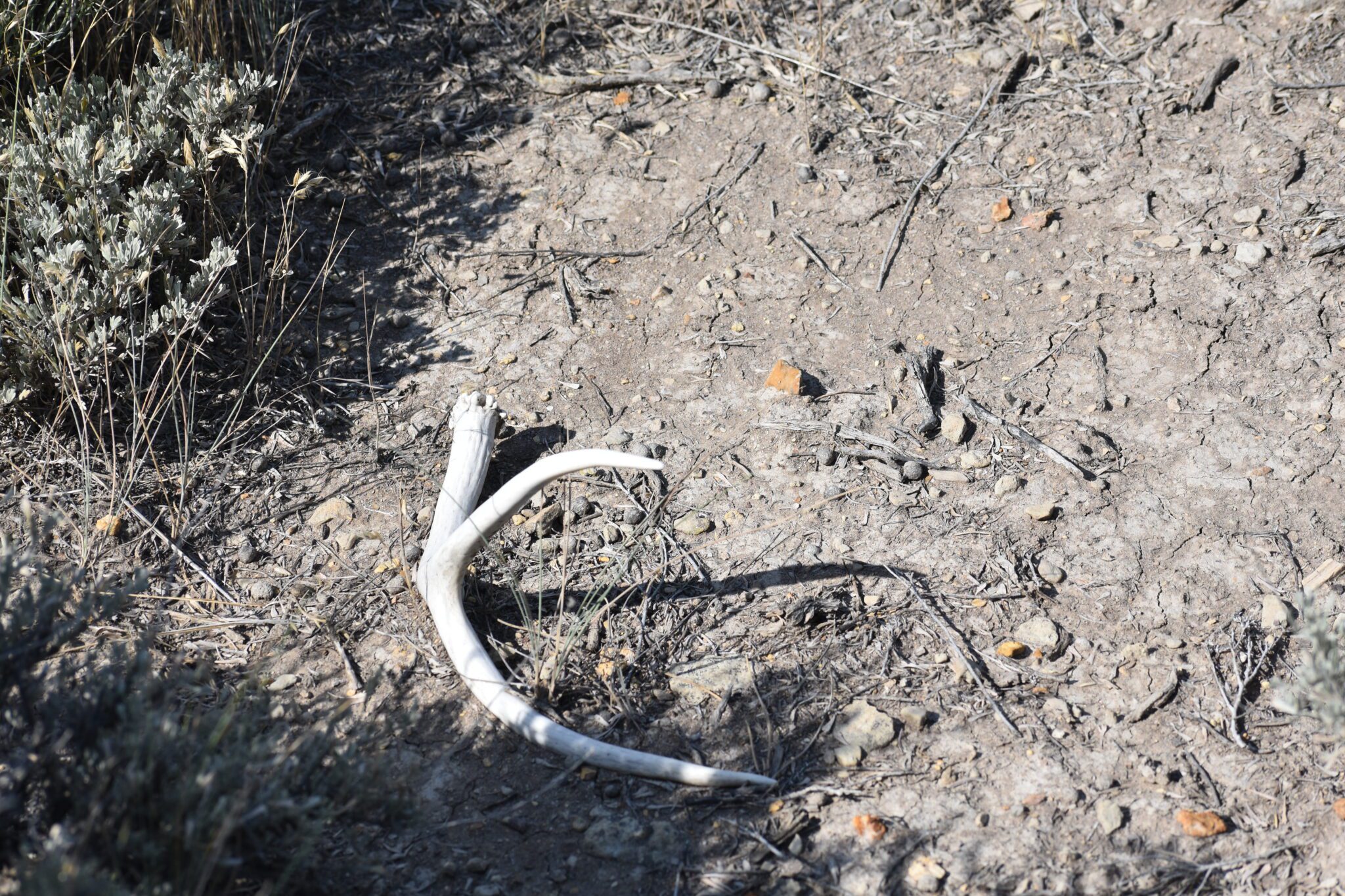 collecting-shed-deer-antlers-sheridan-media