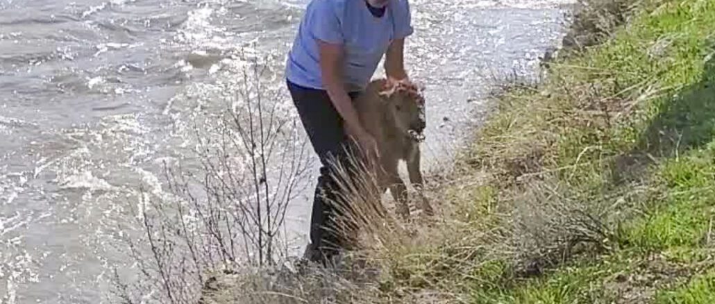 Unidentified Man With Bison Calf