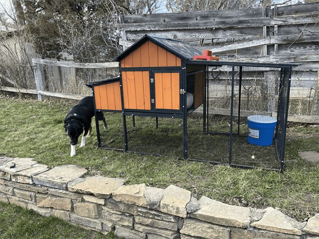 Complete Back Yard Chicken Setup - Vimarsana News