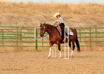 Horse Show Day 1 at Sheridan County Fair!