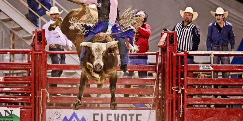 Sankey Pro Rodeo and Phenom Genetics Earn National Honors; Multiple Animals Selected for 2025 Wrangler National Finals Rodeo