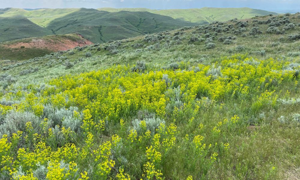 Weed and Pest District: Public Meeting on Leafy Spurge