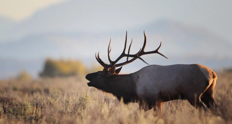 Migratory Big Game Initiative a win for Wyoming wildlife