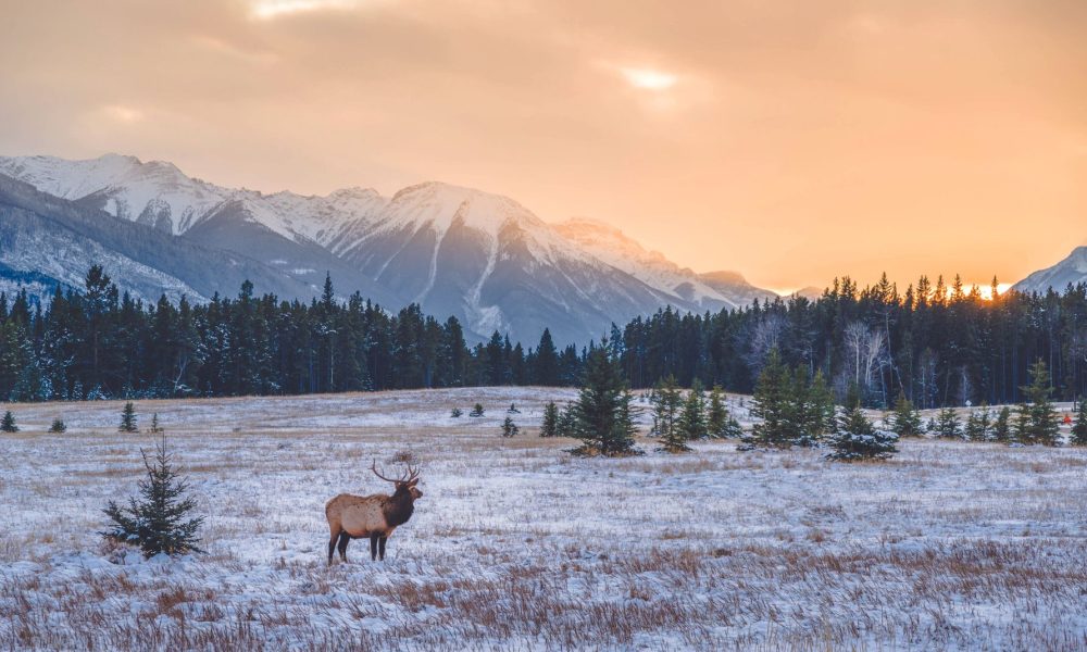 UW Research Looks at How Much Space Between Houses Keeps Big Game Moving