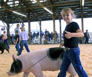 Swine Show
