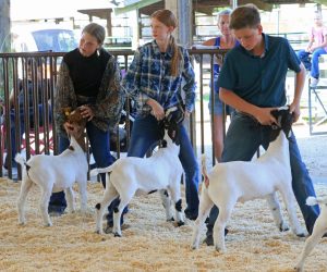 Goats Galore!