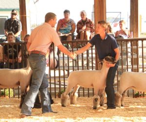 Sheep Show 2026