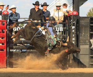 Junior Bull Riding