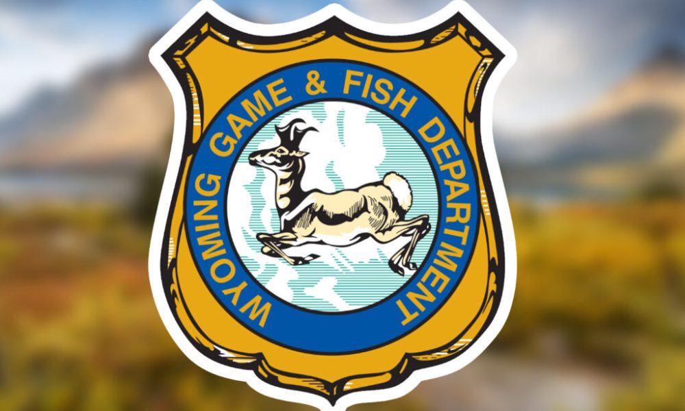 Black Bear That Tried to Enter Campers' Tents in the Bighorn National Forest Lethally Removed