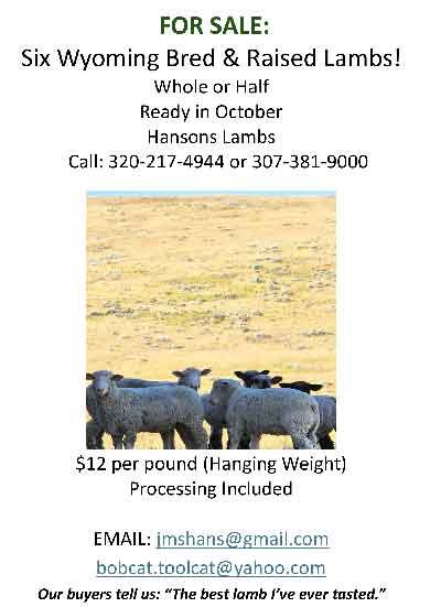 Hanson Family Lambs